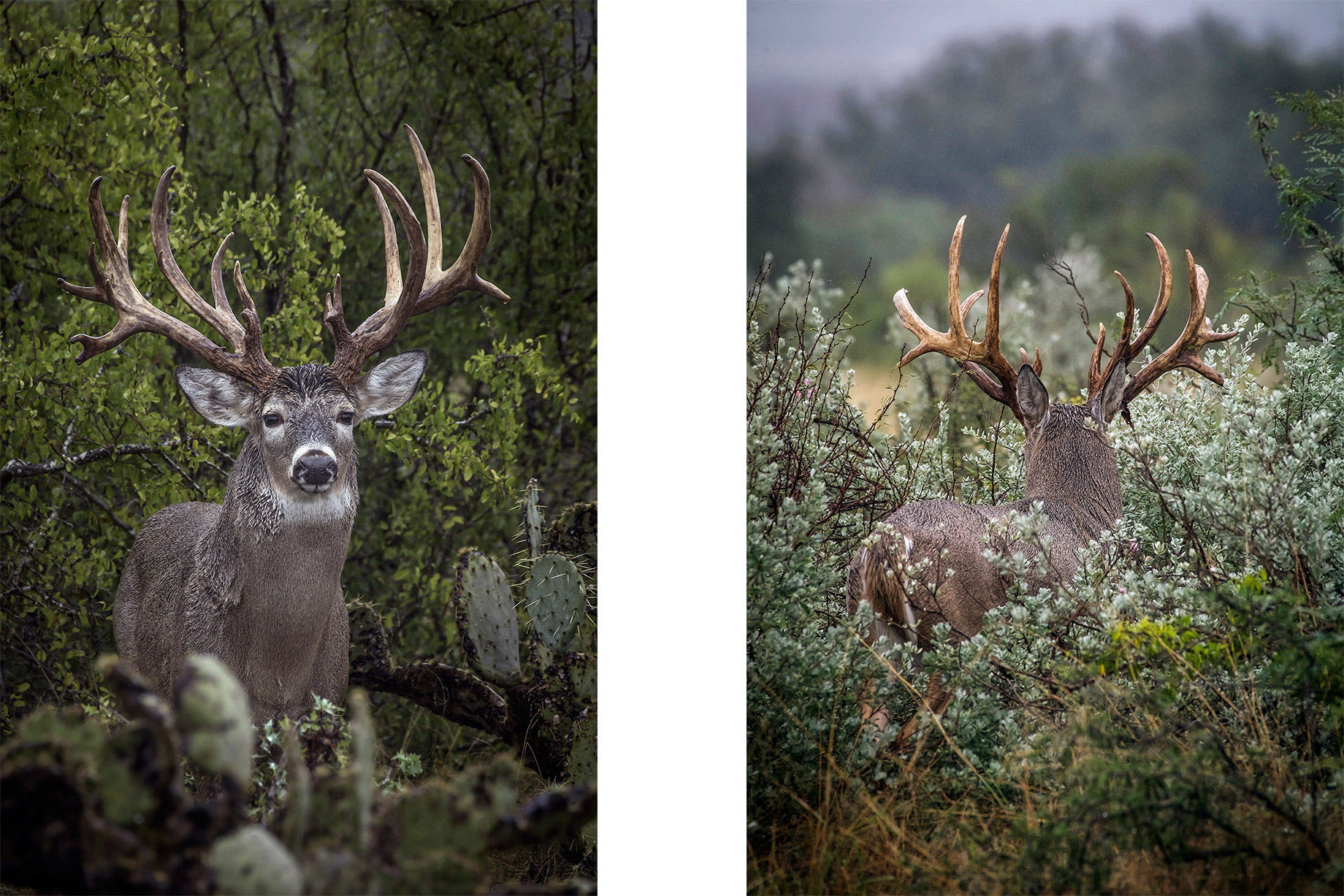 buck1