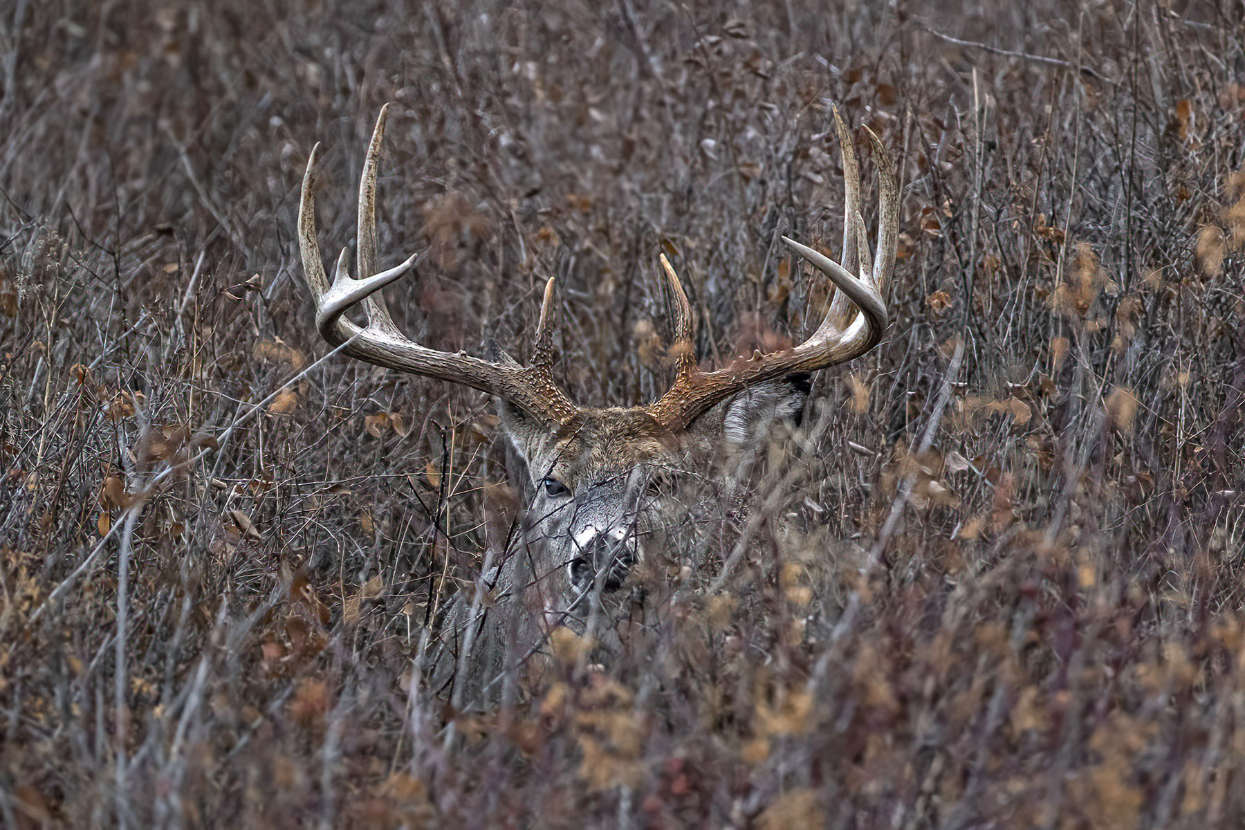 buck122