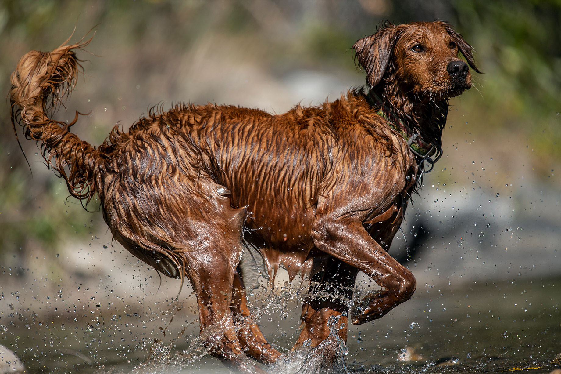 idahound1