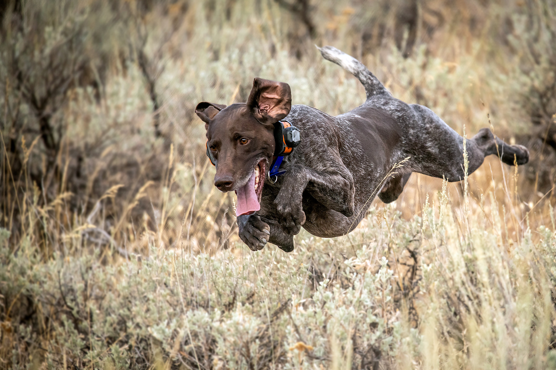idahound11