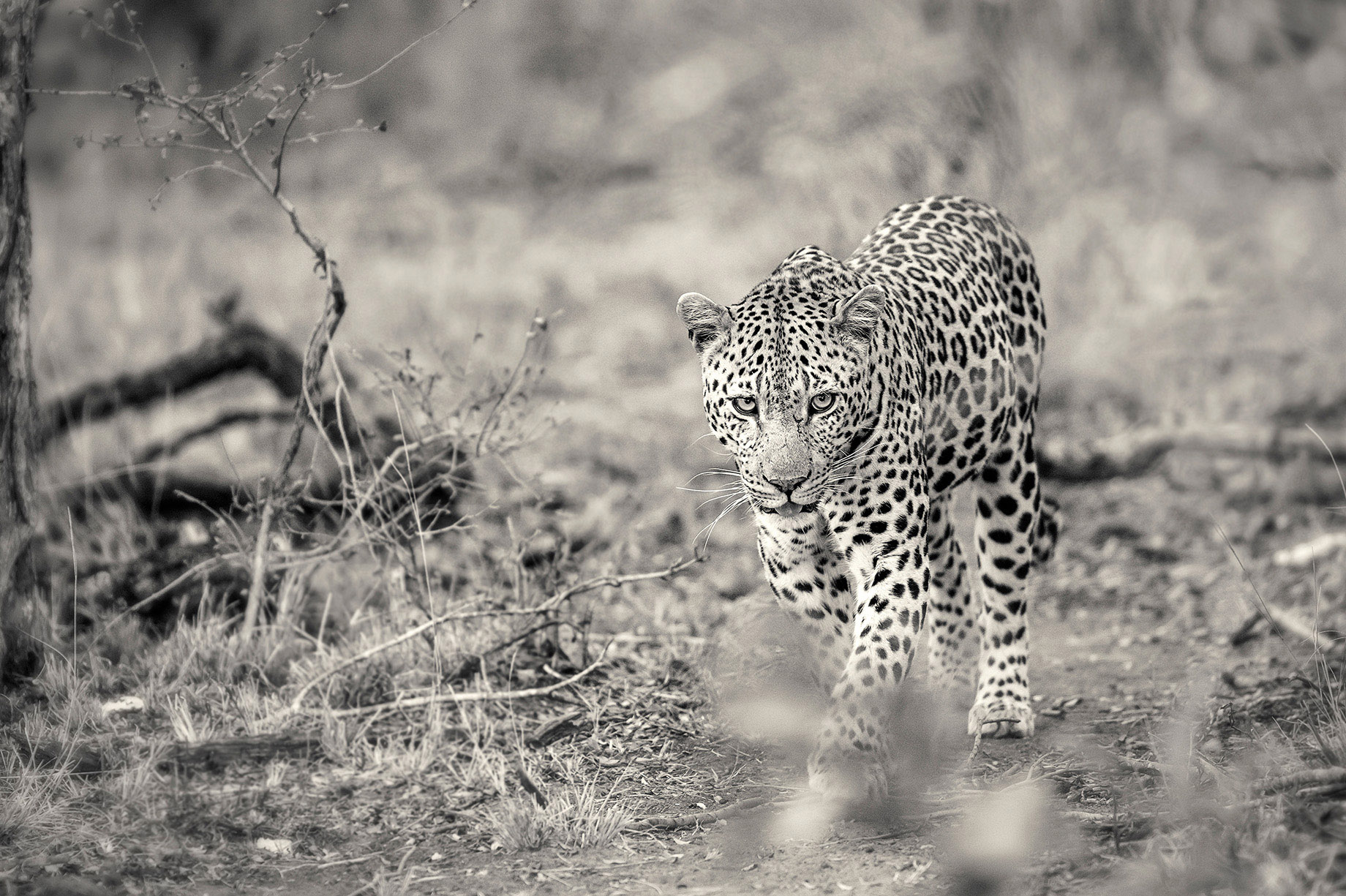 leopard35