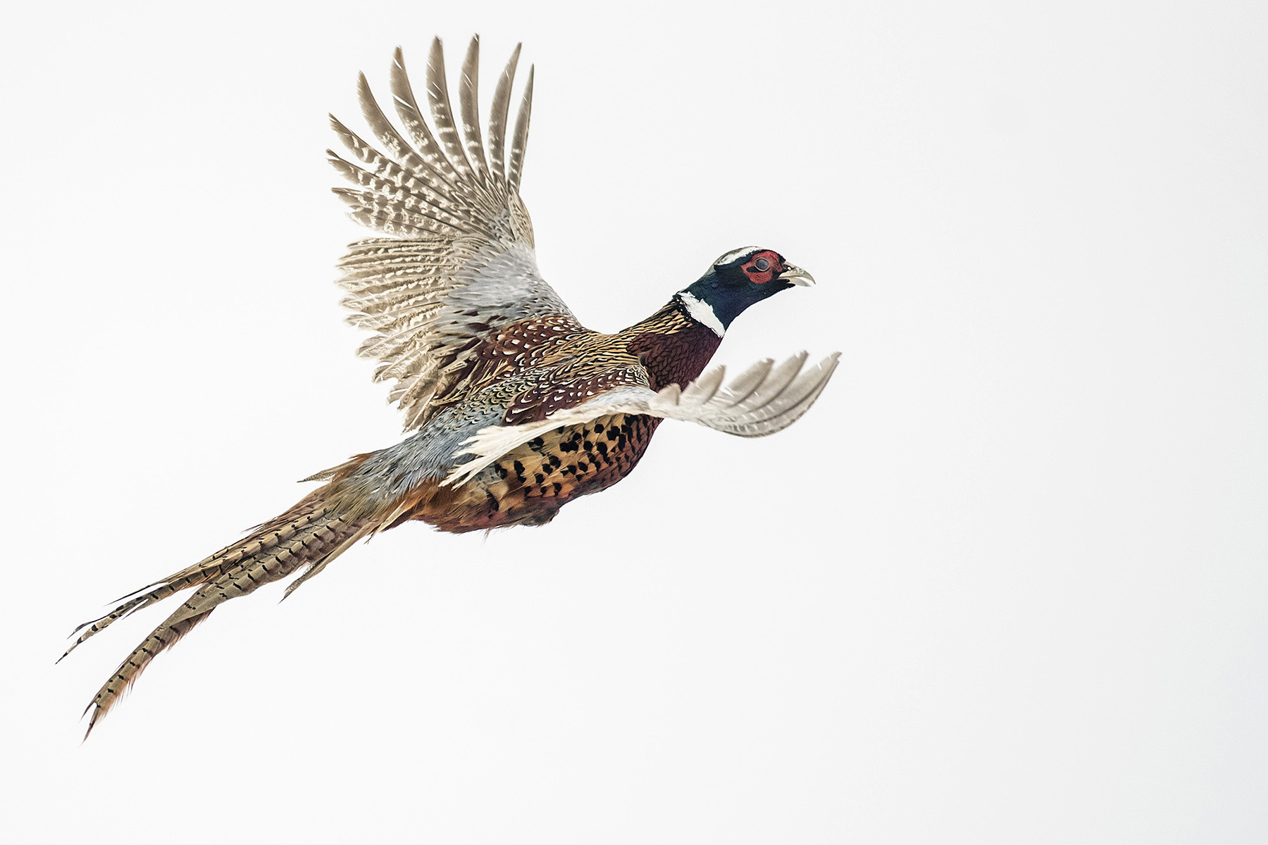 pheasant