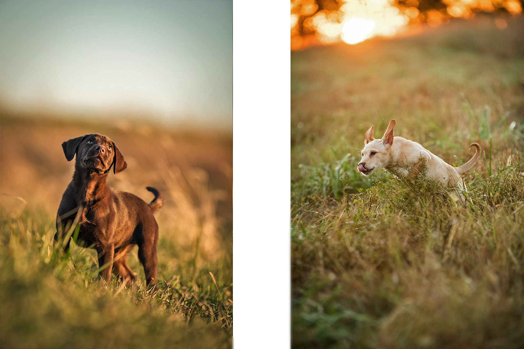 pups2