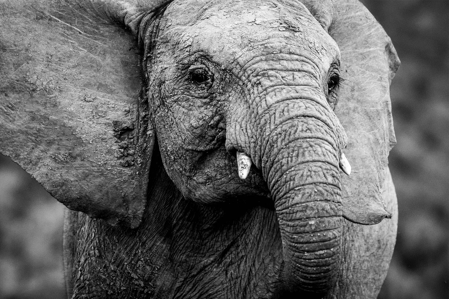 safari_01