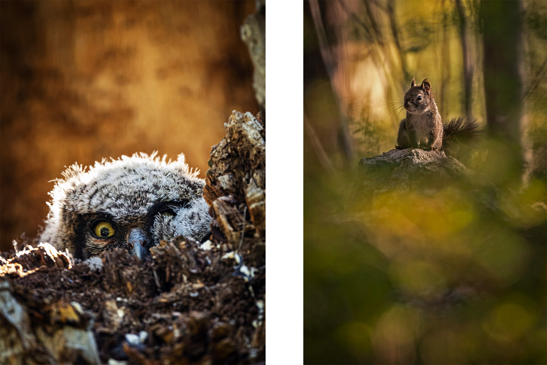squirrel_owl